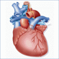 /album/the-heart-your-life-/a100000000000012c0000012cbce61505-gif/