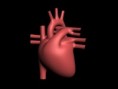 /album/the-heart-your-life-/coeur-jpg/